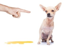 L’incontinence urinaire chez le chien : des solutions naturelles pour l’accompagner
