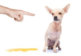 Urinary incontinence in dogs: natural ways to support your ageing companion